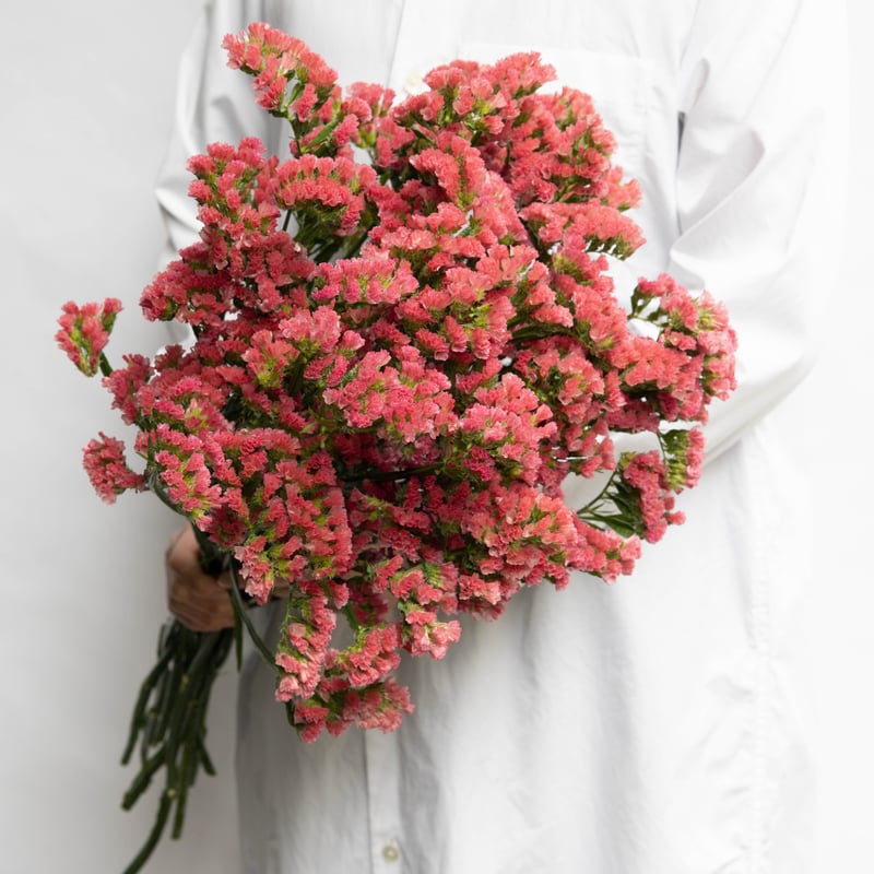 宮本さんの「スターチス」2 | tokyo_shokubutsu_zufu