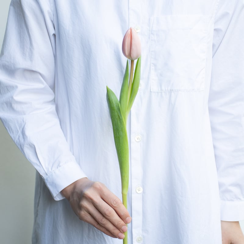 チューリップ「タイス」 | tokyo_shokubutsu_zufu