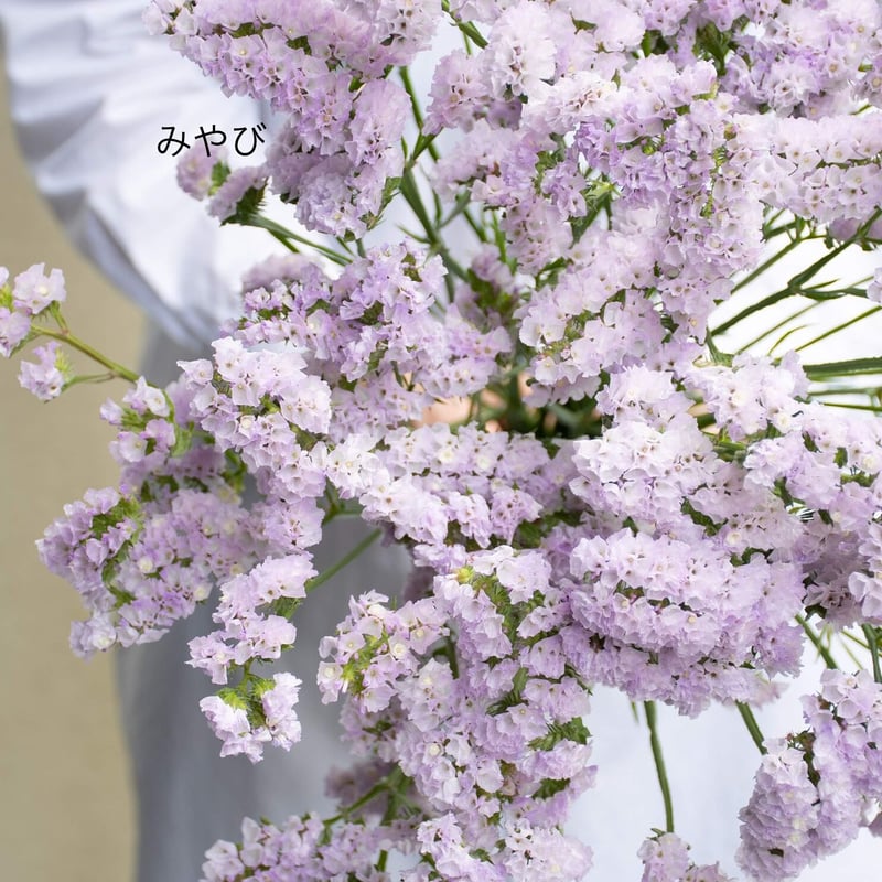 宮本さんの「スターチス」1 | tokyo_shokubutsu_zufu