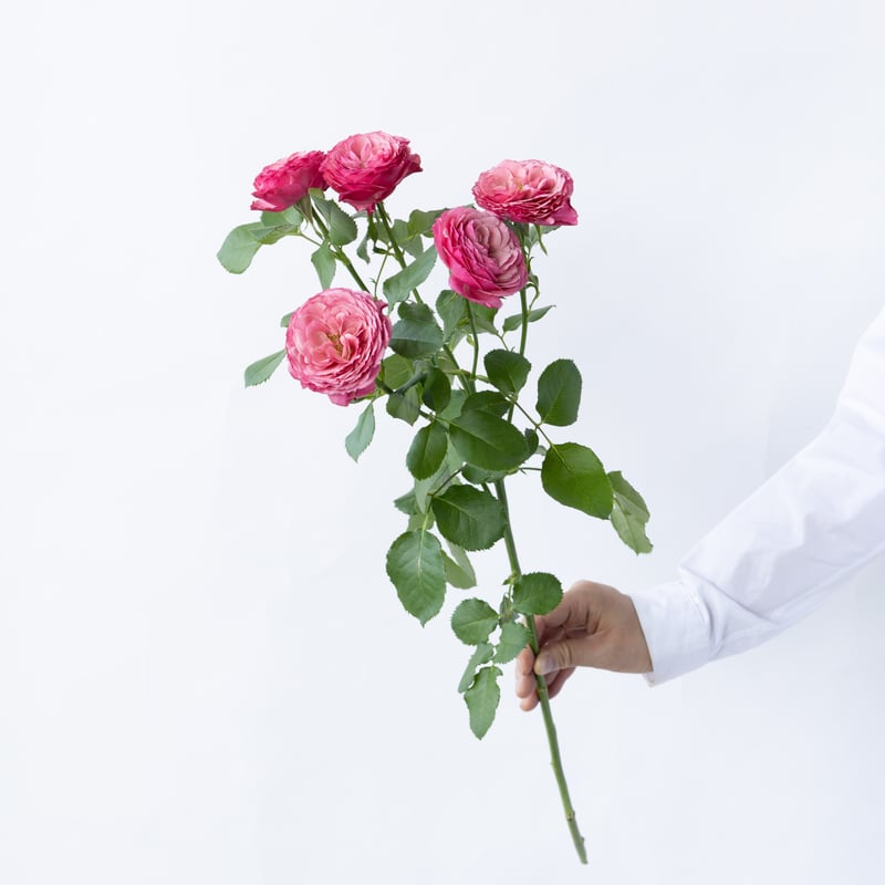 SPバラ「ドリーチークス」 | tokyo_shokubutsu_zufu