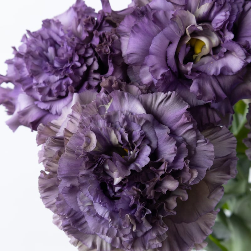 トルコキキョウ「NFアンティークブルー」 | tokyo_shokubutsu_zufu