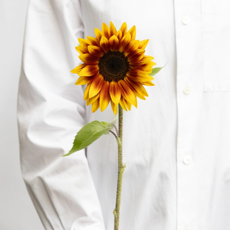 ヒマワリ「花優美 サンリッチマロン」 | tokyo_shokubutsu_zufu