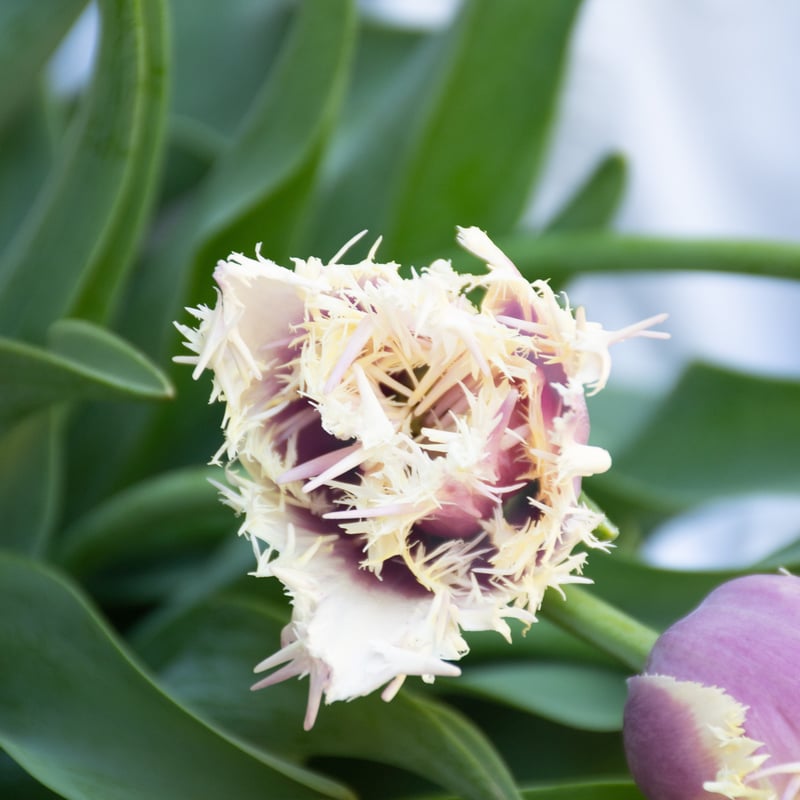 チューリップ「クランチクミンズ」 | tokyo_shokubutsu_zufu