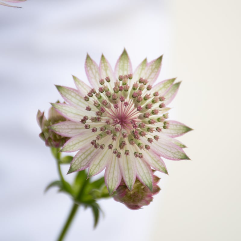 アストランチャー「ピンク」 | tokyo_shokubutsu_zufu