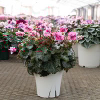 ジュエルオーキッド　マコデスペトラ　プラチナム　３株セット fit=scale-down,w=1200