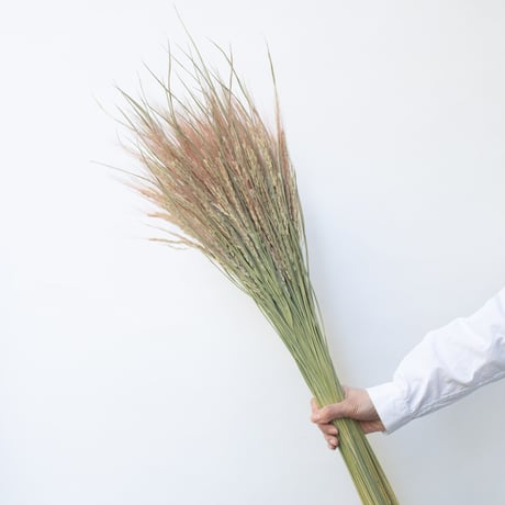 稲穂「ピンク」