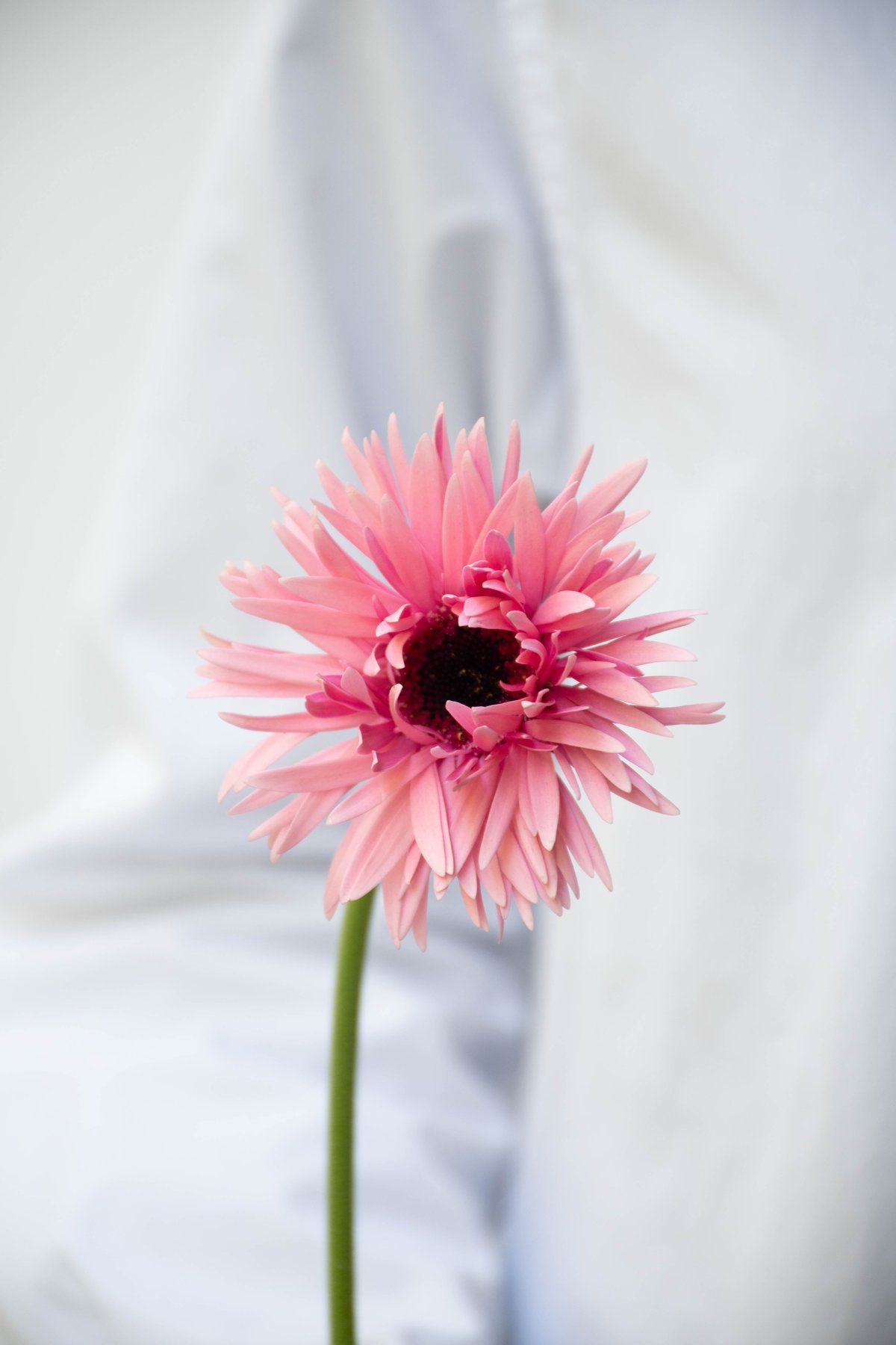 ハラチュウページ WOODLINE-HOLLOW4 FUYUZAKURA WSE'23/E | Deviser ｜株式会社