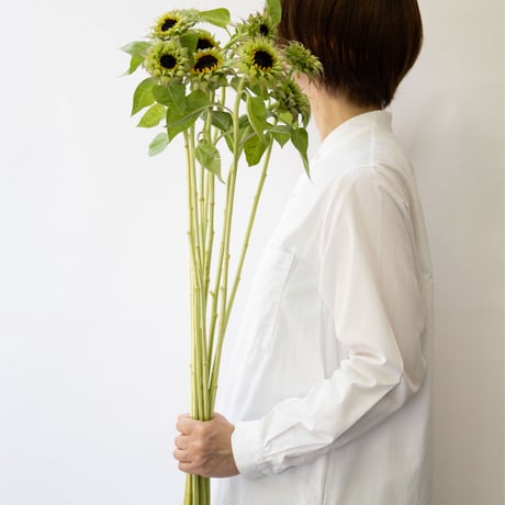 ヒマワリ「パープルヒル」