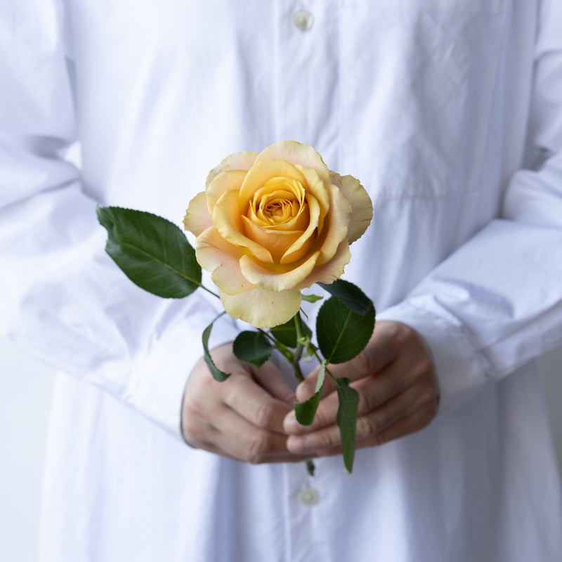 バラ「堀木園芸 サウザンドマイルズ」 | tokyo_shokubutsu_zufu