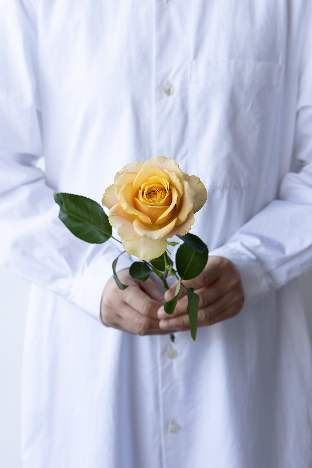 ステンレス製バラ　黄色×ハート柄　1輪 バラ「堀木園芸 サウザンドマイルズ」 | tokyo_shokubutsu_zufu