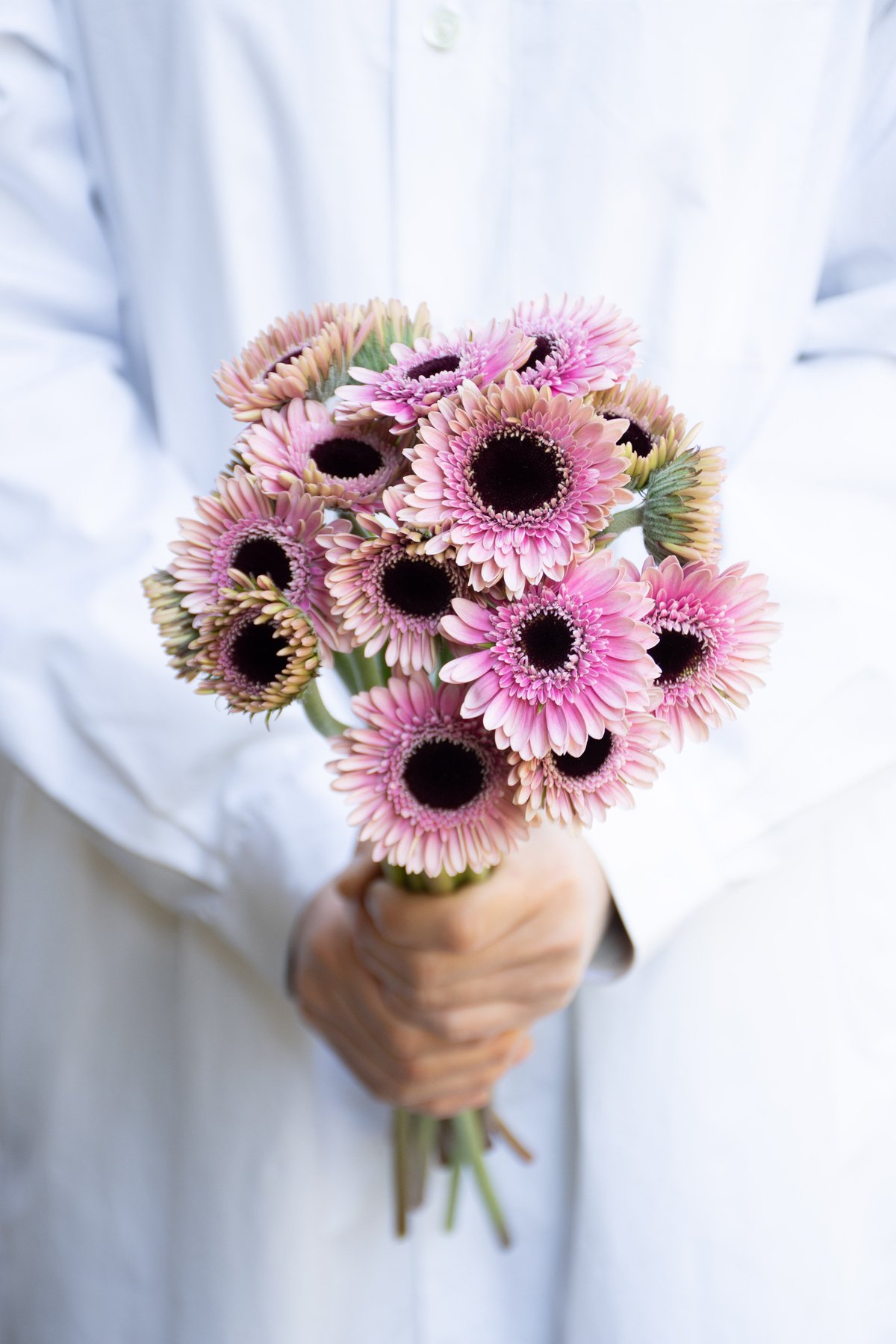 ガーベラ「タファレル蕾」 | tokyo_shokubutsu_zufu 