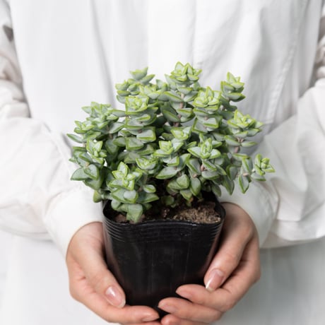 多肉植物３種セット