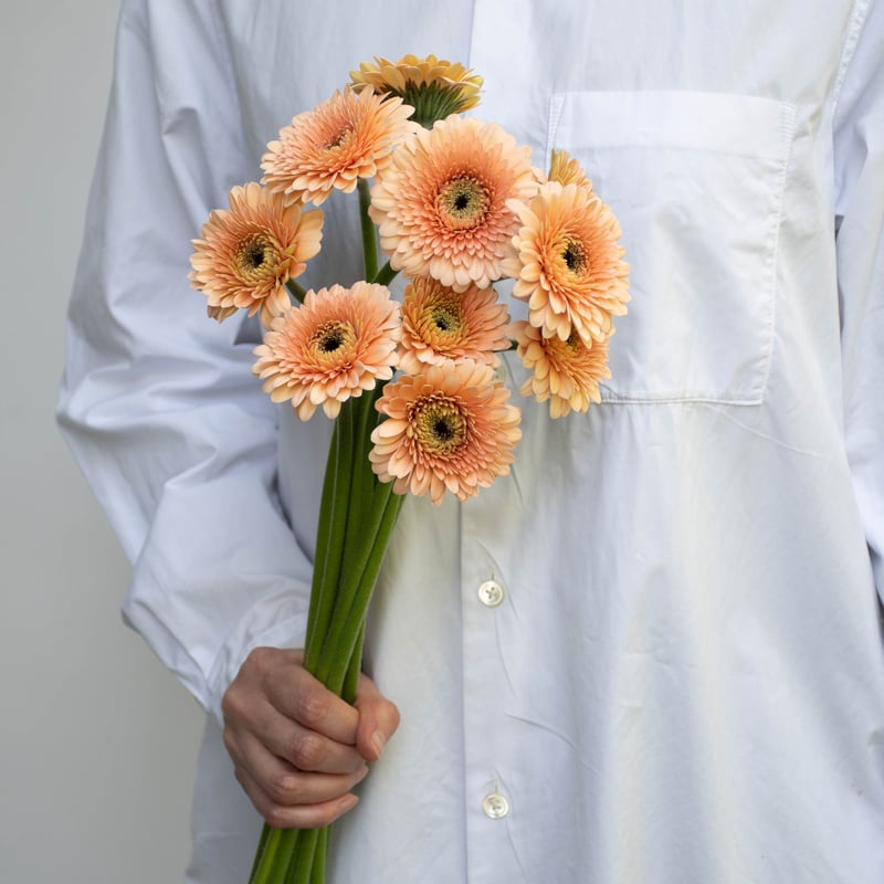 ガーベラ「ジェイジェイ」「リモリモ」 | tokyo_shokubutsu_zufu