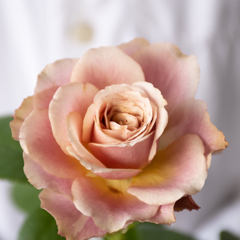 卓上のバラ バラ「堀木園芸 テーブルフォートゥー」 | tokyo_shokubutsu_zufu