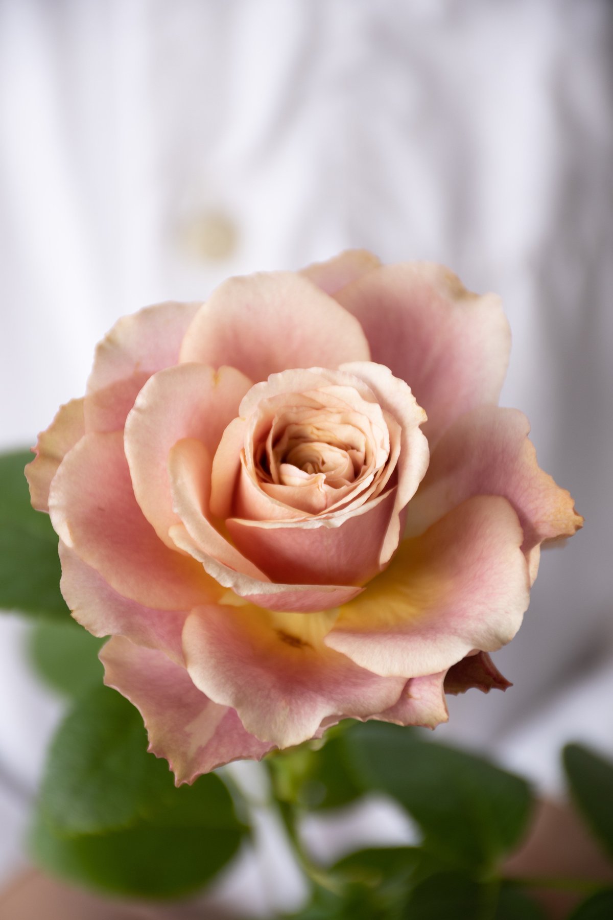 要問合せ♥️美しい薔薇空間♥️チェスト　ミニテーブル　薔薇ペイント　バラ　ローズ ハンドペイント 薔薇の5段チェスト フレンチホワイト｜姫系