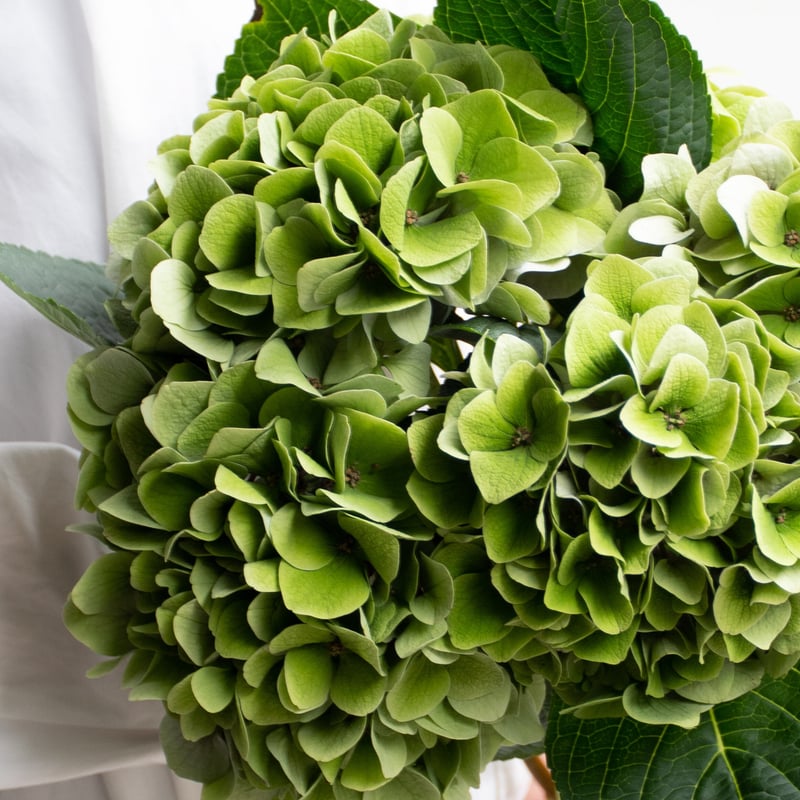 輸入アジサイ 苗 マジカル リン