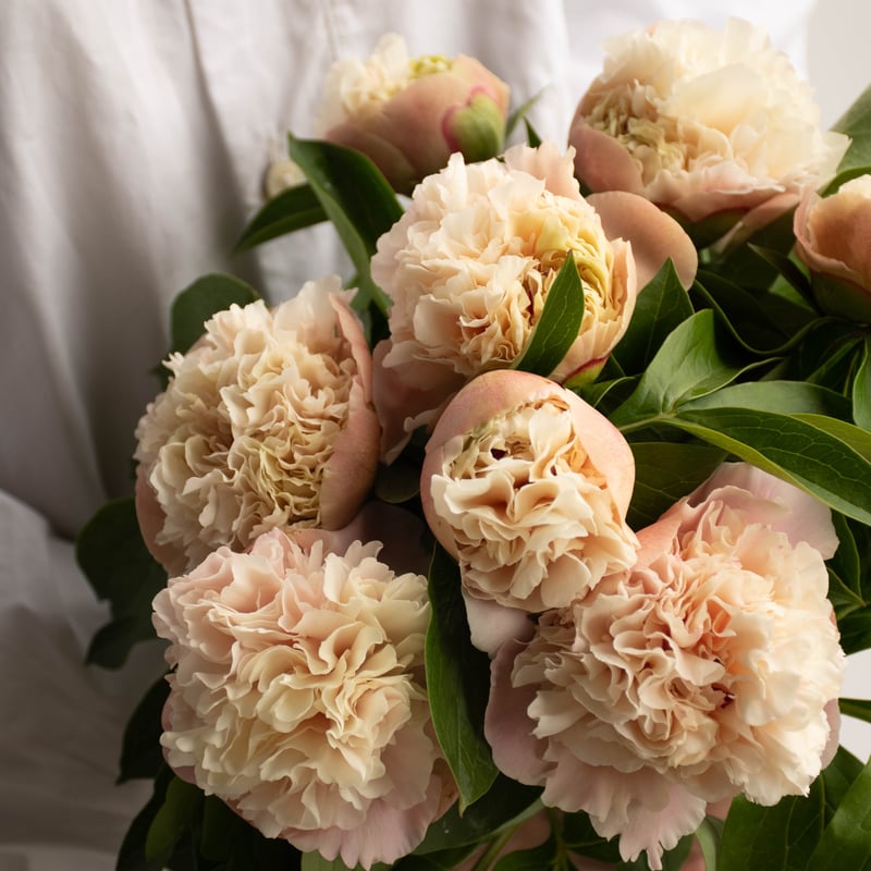 シャクヤク「ルイスチョイス」 | tokyo_shokubutsu_zufu