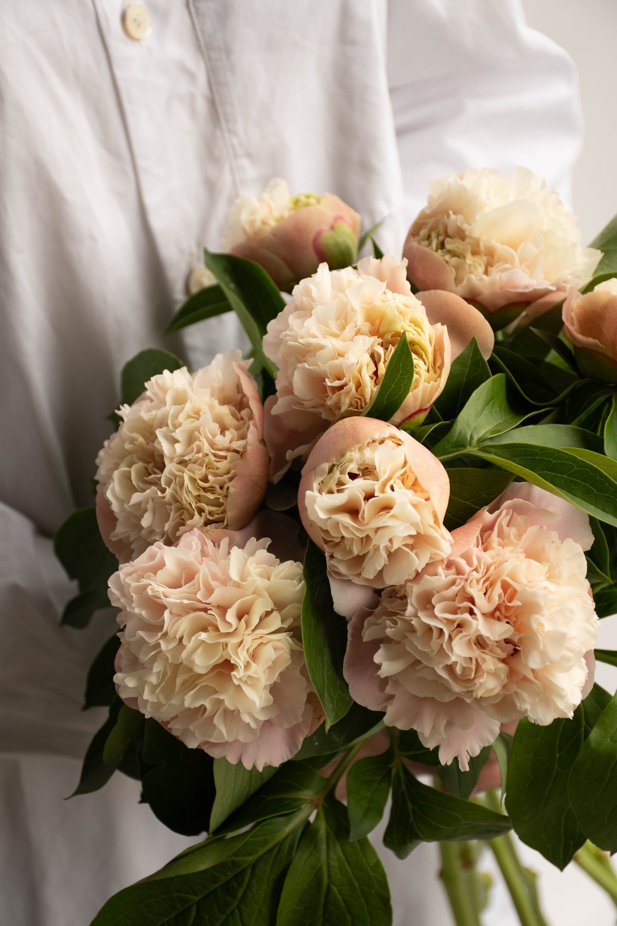 リョウスイ　芍薬 シャクヤク「ルイスチョイス」 | tokyo_shokubutsu_zufu