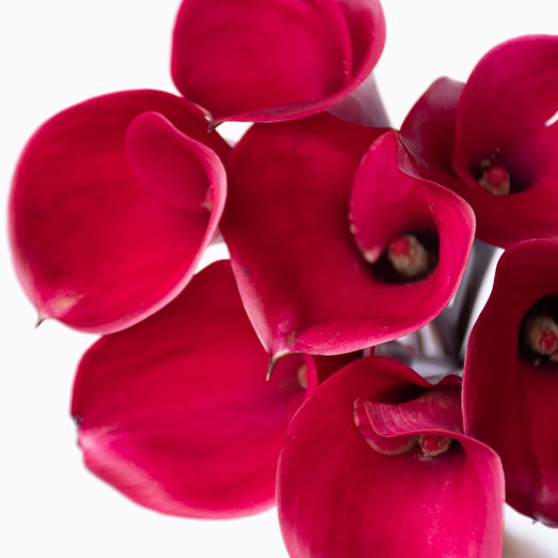 K.HAYAKAWA 【カラーの花】 カラー「トーキョー」 | tokyo_shokubutsu_zufu