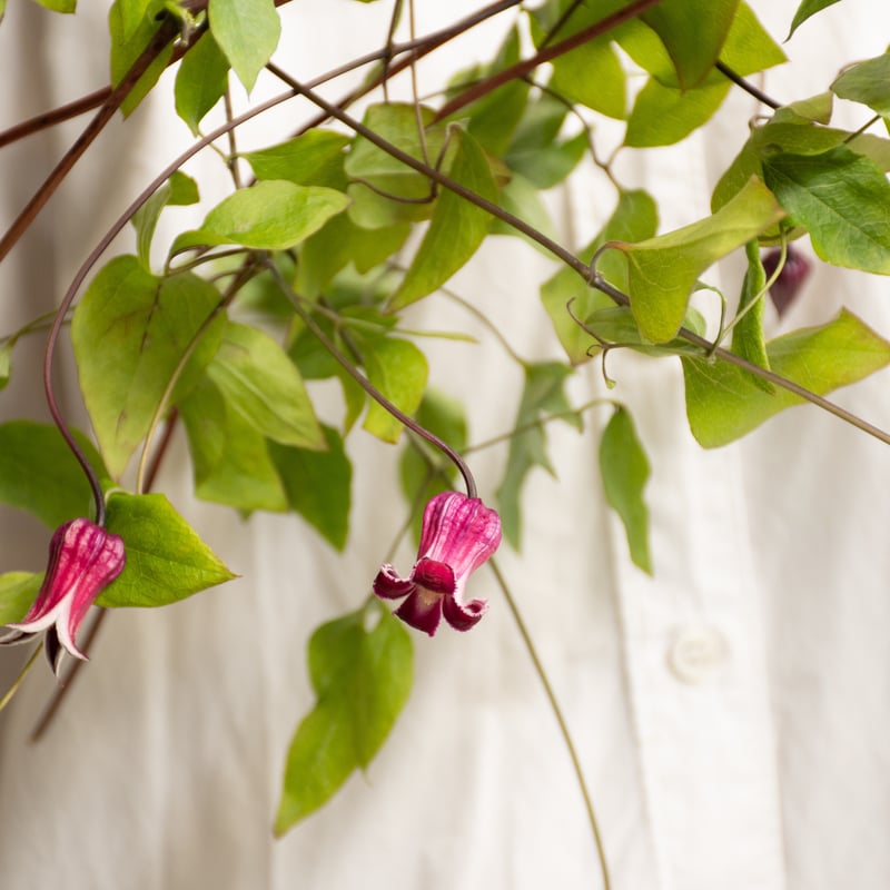 【まらぎ】竹間園芸さんクレマチス夕顔・白菫 sddefault.jpg