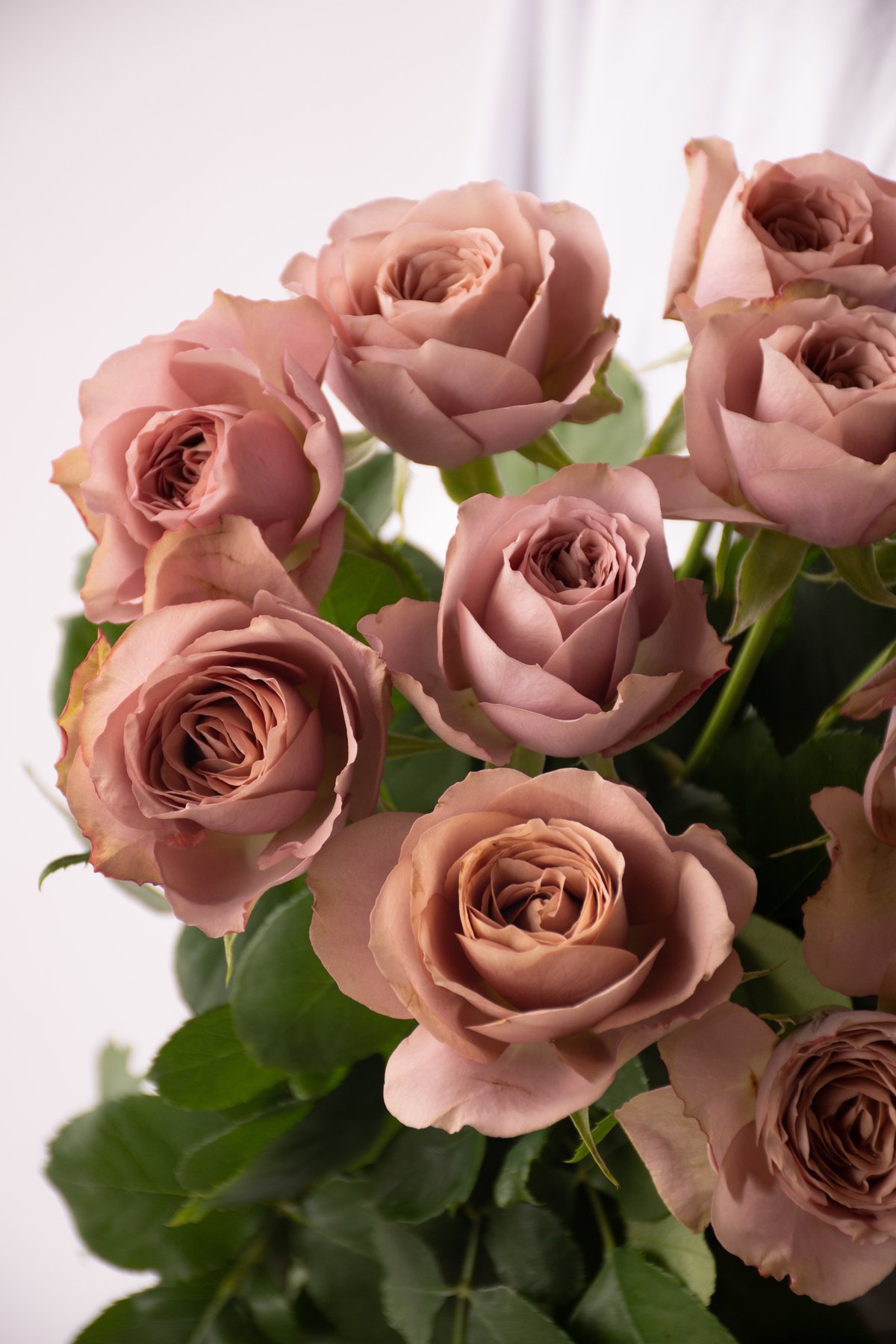 バラ「堀木園芸 リーズン」 | tokyo_shokubutsu_zufu