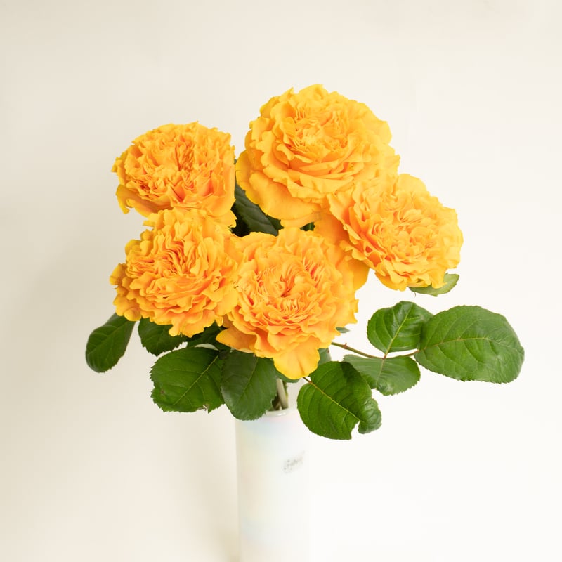 ★ペリロコ★ バラ(^^) ボールドイーグルバラクラバ【返品不可商品】（Coolcore素材