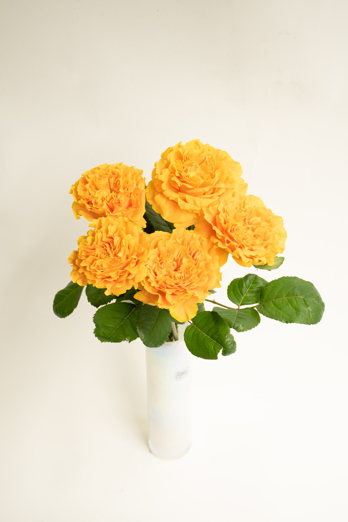 バラ「マンゴーリーバ」 | tokyo_shokubutsu_zufu