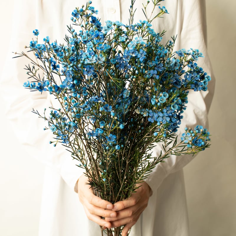 ワックスフラワー 「ティントブルー」 | tokyo_shokubutsu_zufu