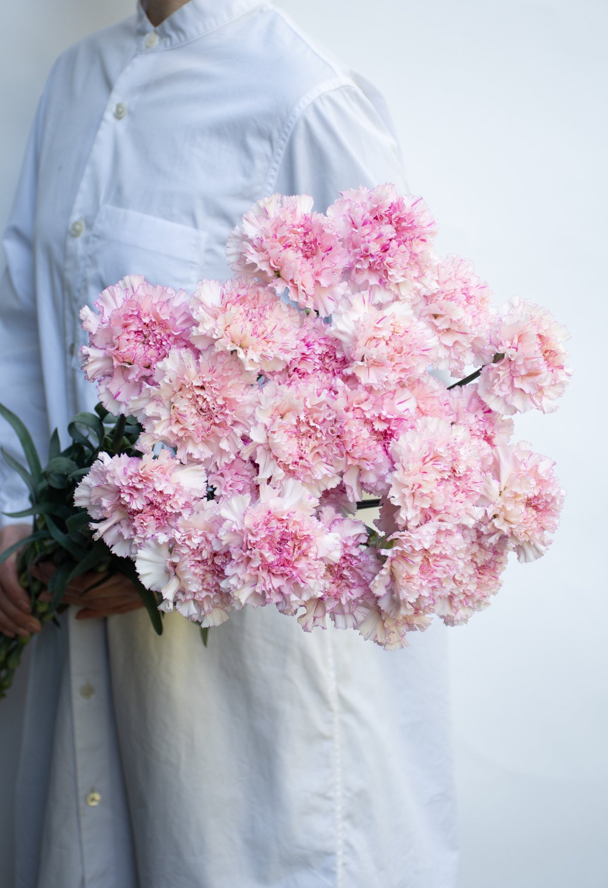 カーネーション「シャララライト＆シャララピコ」 | tokyo_shokubutsu_zufu