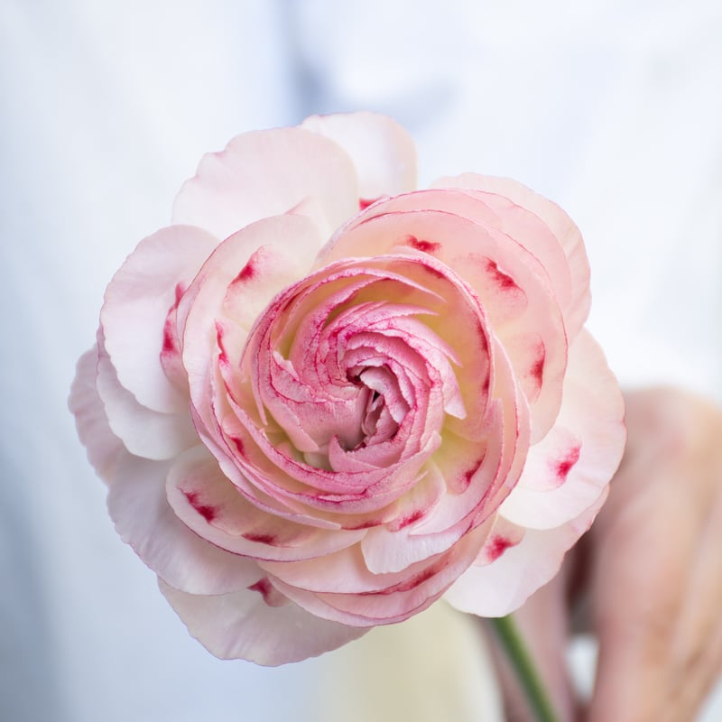 ラナンキュラス「オルレアン」 | tokyo_shokubutsu_zufu