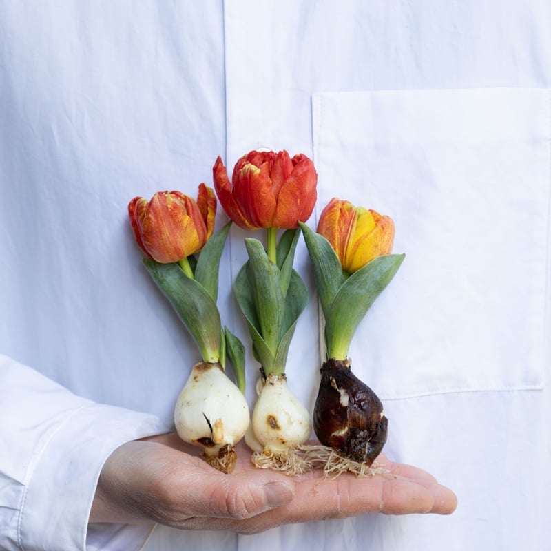 球根】フレミングベイビー ミニチューリップ 7球 水耕栽培 レア品種