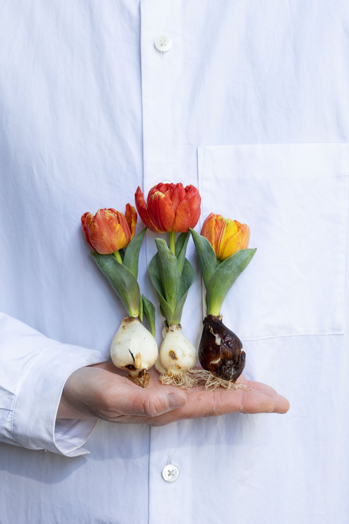 チューリップ「フレミングベビー」 | tokyo_shokubutsu_zufu