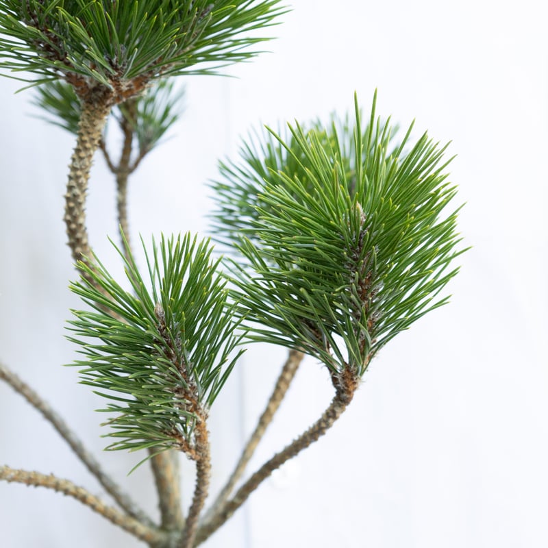 根引松 松「根引松」 | tokyo_shokubutsu_zufu