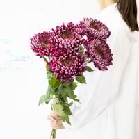 ポポラス「フェアリー」 | tokyo_shokubutsu_zufu