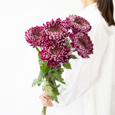 面影〜芍薬とダリアの花籠〜 面影〜芍薬とダリアの花籠〜