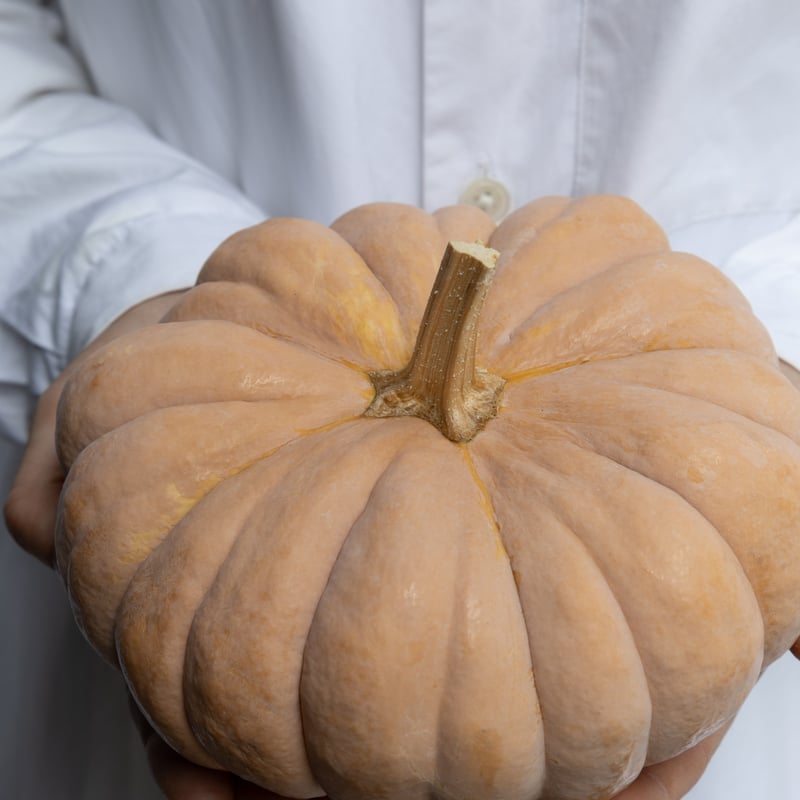 カボチャ「ジェームスクラウン」 | tokyo_shokubutsu_zufu