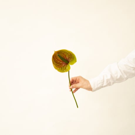 かわまたの花「アンスリュームスパイクアンティーク」