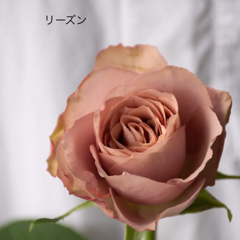 【希少！】　​花卉園芸大百科 10　バラ　初版　美品 堀木園芸「バラミックス」 10本 | tokyo_shokubutsu_zufu