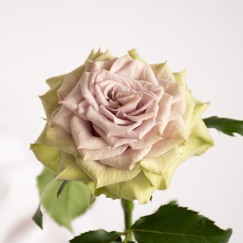 SPバラ「ラビンダグリーンスプレー」 | tokyo_shokubutsu_zufu