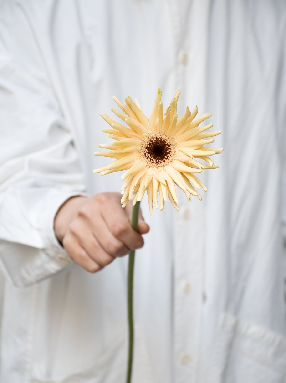 ガーベラ「パスタ咲きMIX」 | tokyo_shokubutsu_zufu