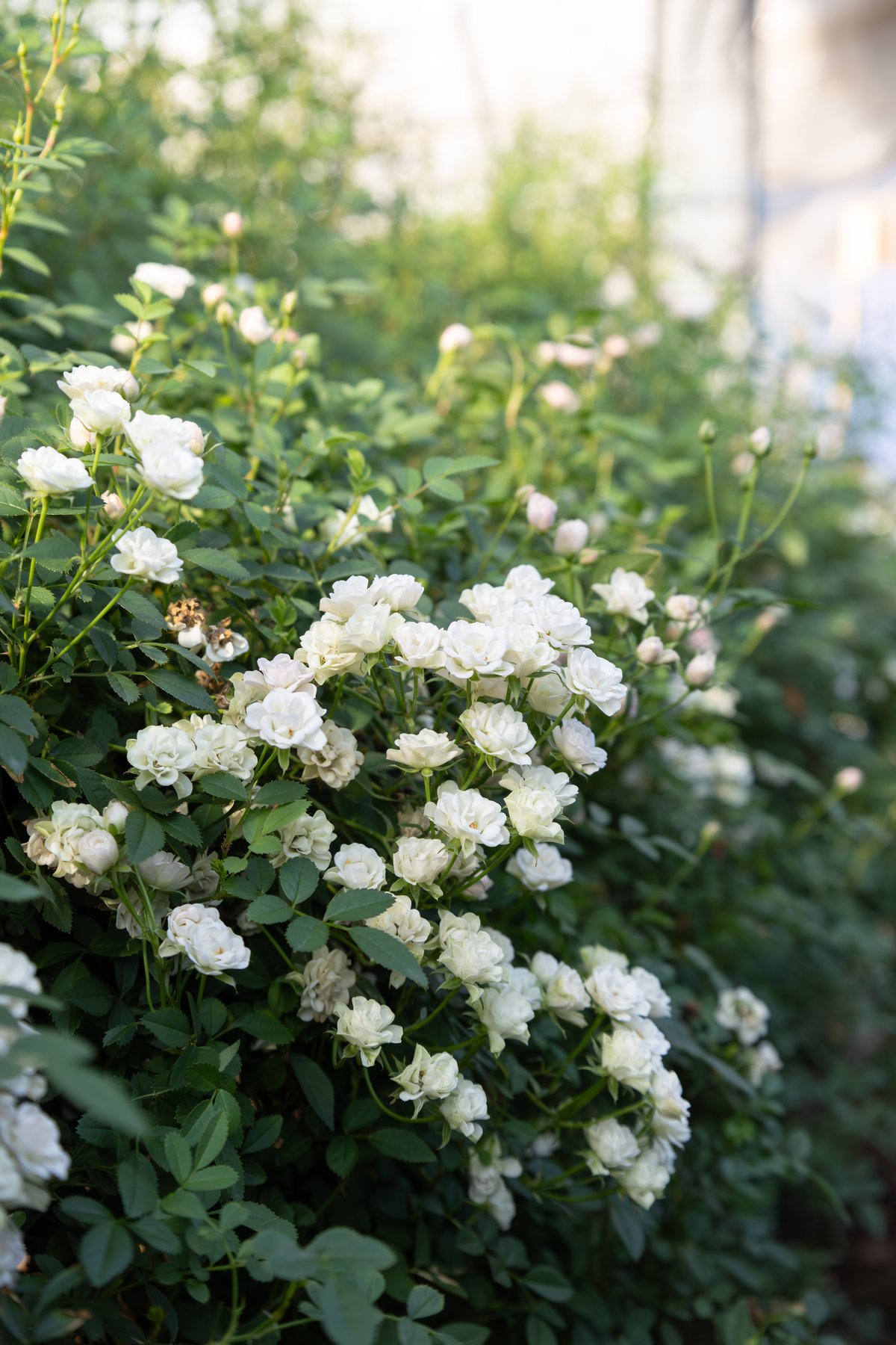 SPバラ「ホワイトウッズ」 | tokyo_shokubutsu_zufu