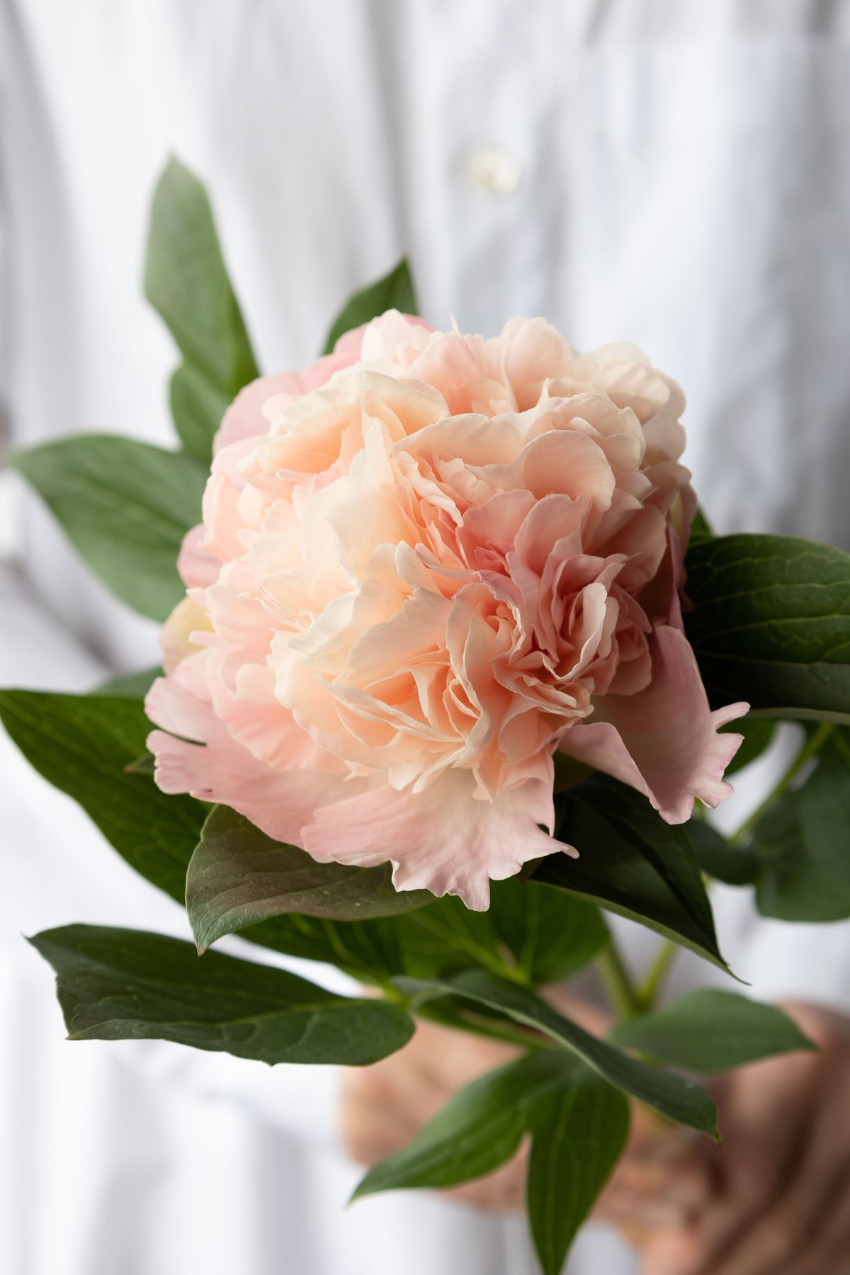 シャクヤク「ルイスチョイス」 | tokyo_shokubutsu_zufu