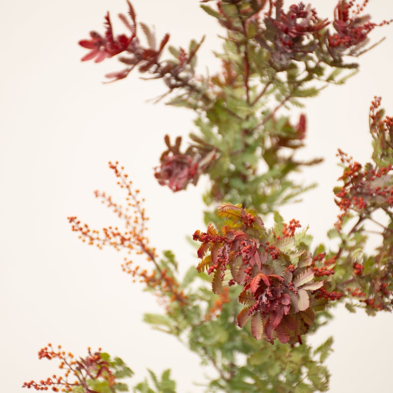 ミモザアカシア　/ 560 アカシア「赤葉＆金葉アカシア」 | tokyo_shokubutsu_zufu