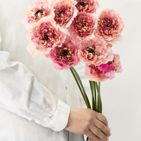 CATEGORY ラナンキュラス | tokyo_shokubutsu_zufu