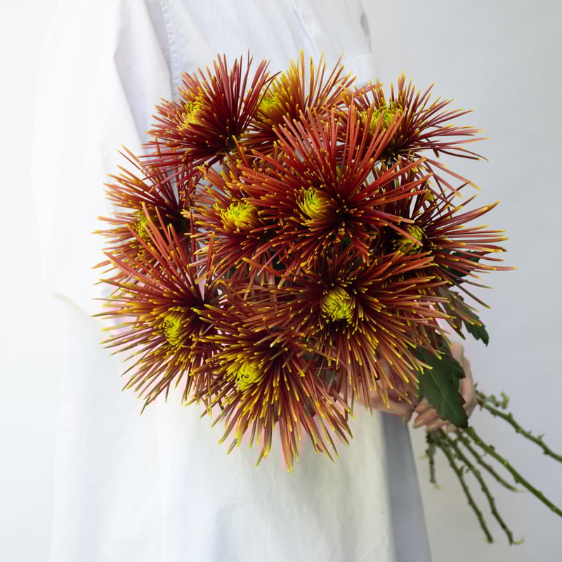 菊ちゃんページ きくちゃんのページ 2nd