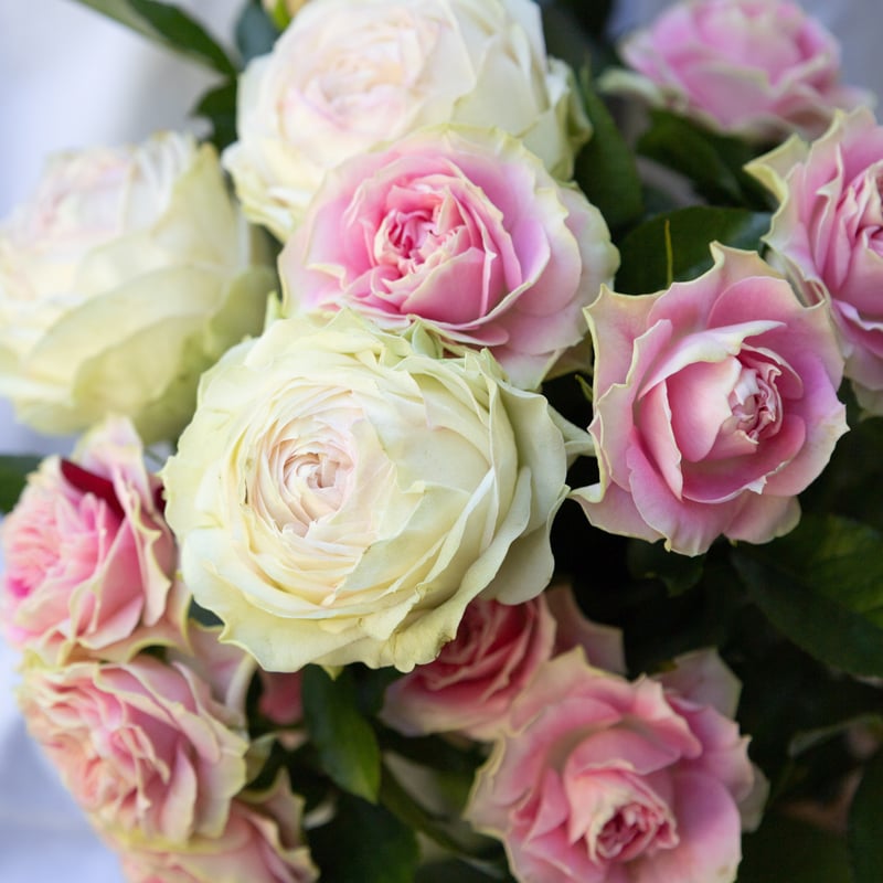 バラ「アルヌワブラン＆ブライダルマカロン」 | tokyo_shokubutsu_zufu