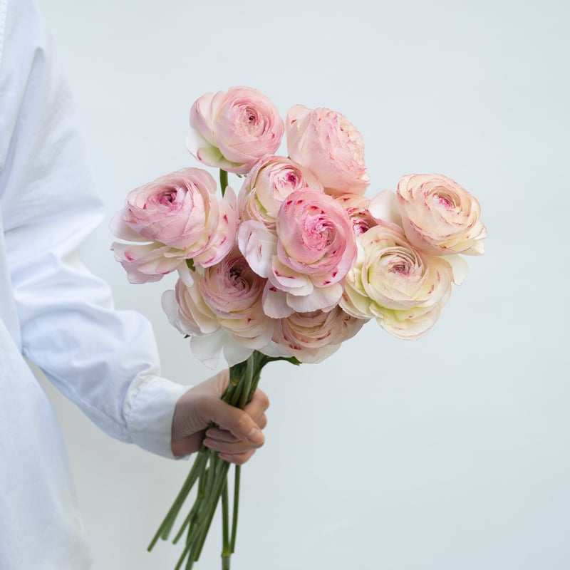 ラナンキュラス「オルレアン」 | tokyo_shokubutsu_zufu