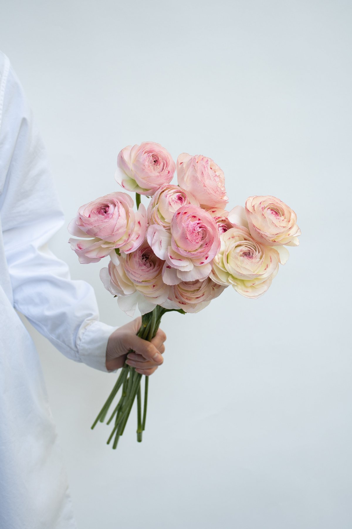 ラナンキュラス「オルレアン」 | tokyo_shokubutsu_zufu