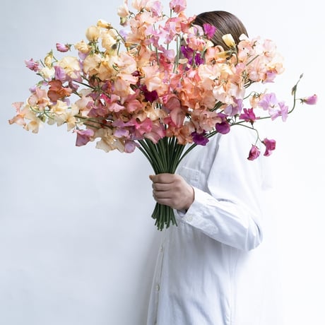 CATEGORY スイトピー | tokyo_shokubutsu_zufu