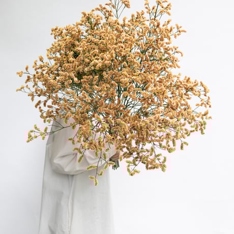 CATEGORY スターチス | tokyo_shokubutsu_zufu